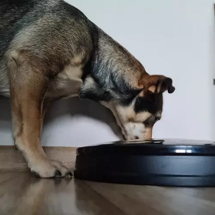 Purlov Automatische Voerbak - 6 Vakken - Programmeerbare Timer - Zwart