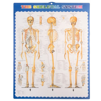 Malatec Anatomisch Menselijk Skelet - 180 cm - 1:1 Model op Standaard