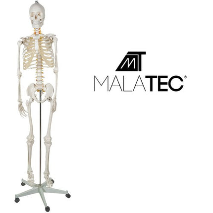 Malatec Anatomisch Menselijk Skelet - 180 cm - 1:1 Model op Standaard