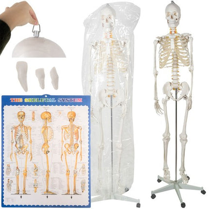 Malatec Anatomisch Menselijk Skelet - 180 cm - 1:1 Model op Standaard