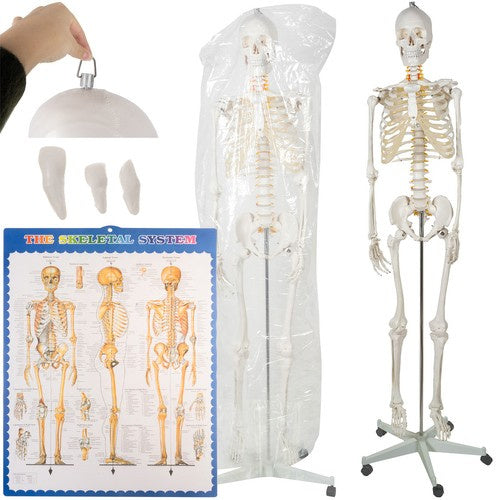 Malatec Anatomisch Menselijk Skelet - 180 cm - 1:1 Model op Standaard