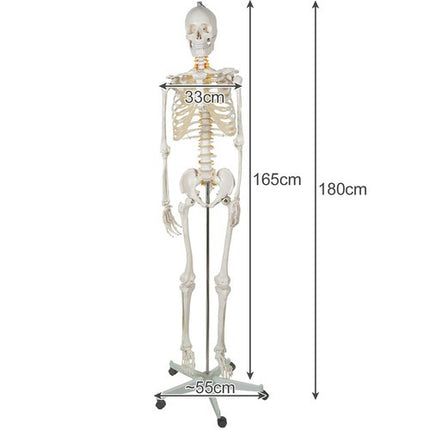 Malatec Anatomisch Menselijk Skelet - 180 cm - 1:1 Model op Standaard