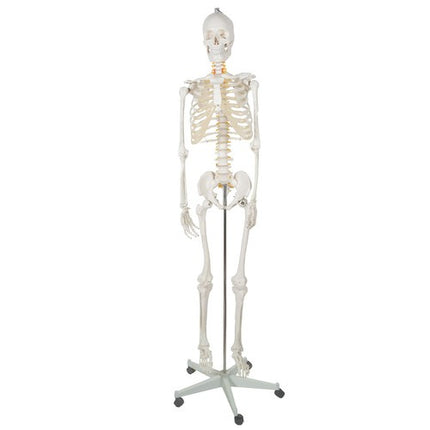 Malatec Anatomisch Menselijk Skelet - 180 cm - 1:1 Model op Standaard