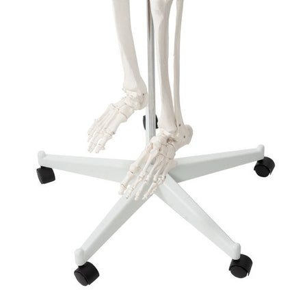 Malatec Anatomisch Menselijk Skelet - 180 cm - 1:1 Model op Standaard