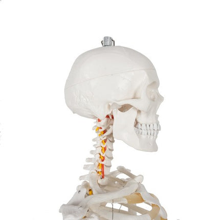 Malatec Anatomisch Menselijk Skelet - 180 cm - 1:1 Model op Standaard