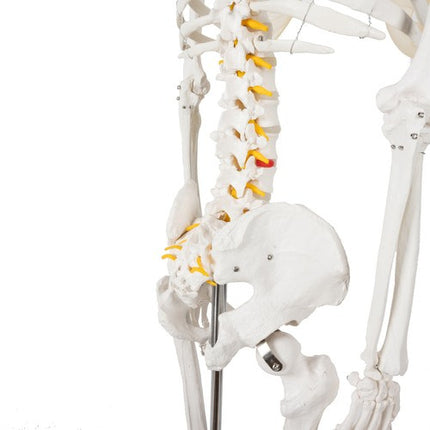 Malatec Anatomisch Menselijk Skelet - 180 cm - 1:1 Model op Standaard