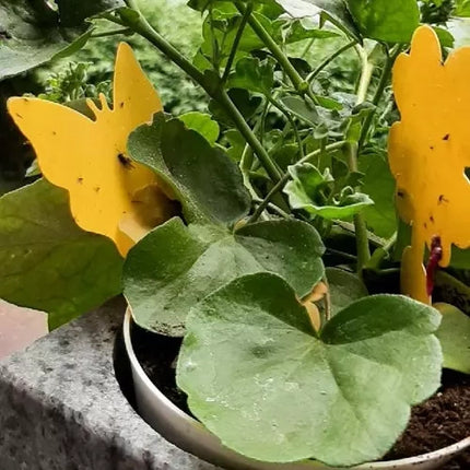 Repest Insectenvallen - Set van 12 - Gele Kleefstrips voor Planten