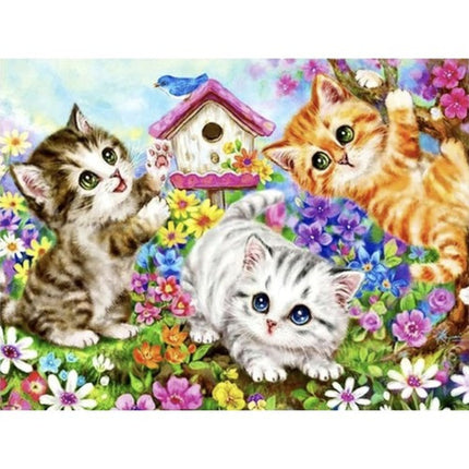 Maaleo Schilderen op Nummer - Poesjes - 40 x 50 cm - Frame