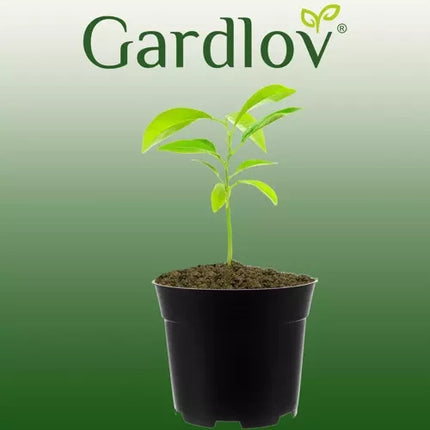 Gardlov Kweekpotten - Set van 500 - 2 Liter - 16 cm - Zwart